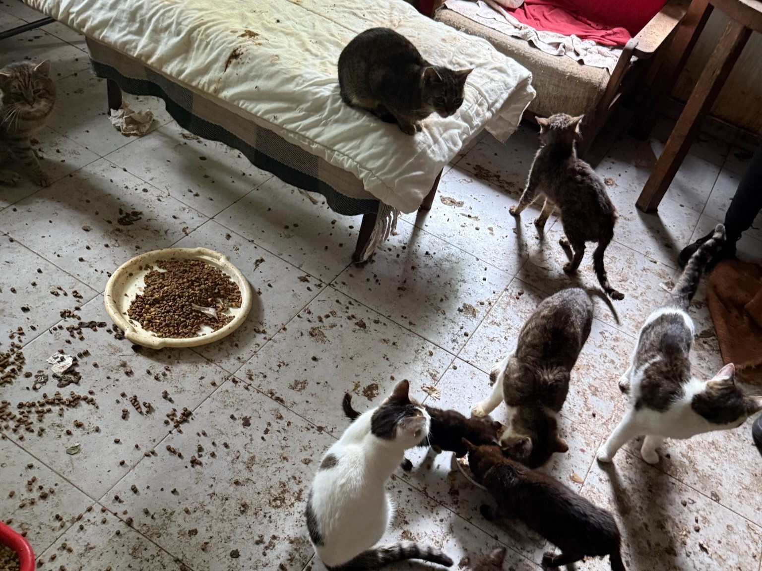 Koty odebrane  - WIOZ/facebook