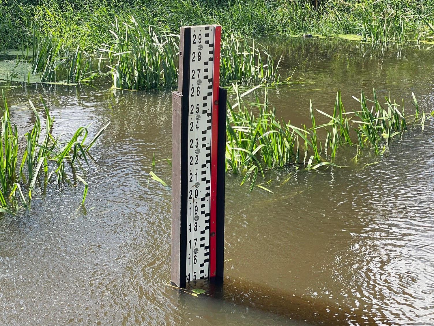 stan wody odolanów barycz rzeka - Gmina i Miasto Odolanów