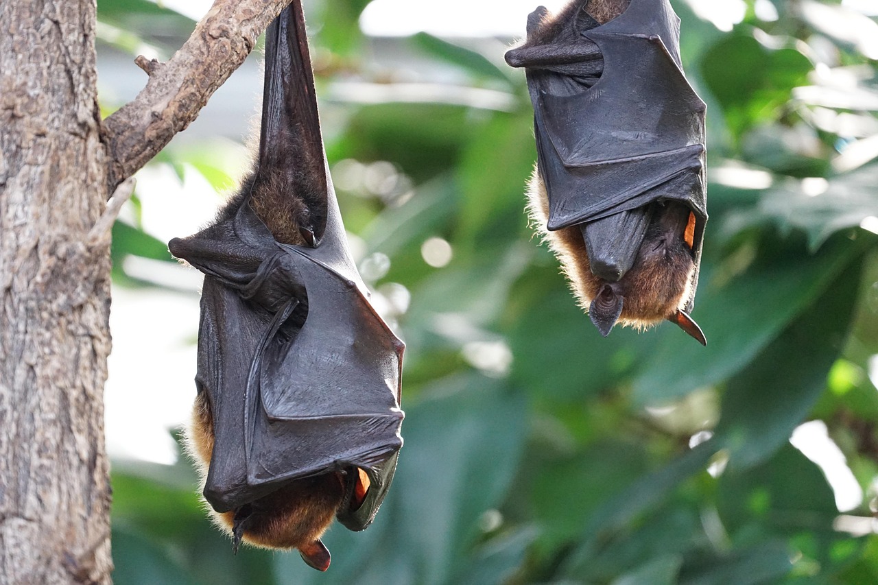 nietoperz - Salmar - Pixabay