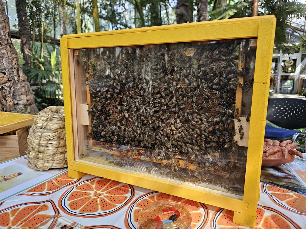 Pszół dzień - Julian Kozanecki - Radio Poznań