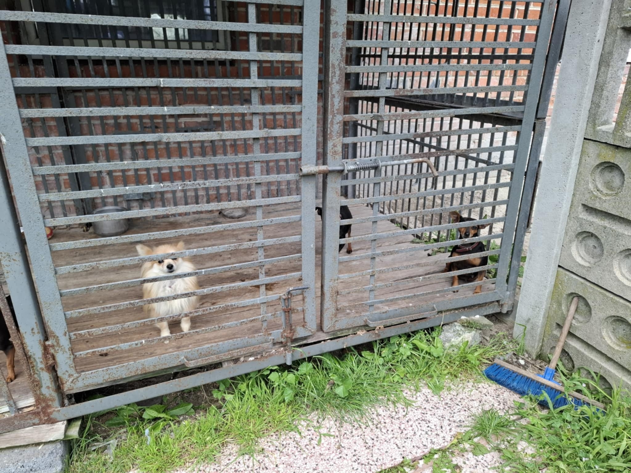 Kaliskie Stowarzyszenie Pomocy dla Zwierząt Help Animals 