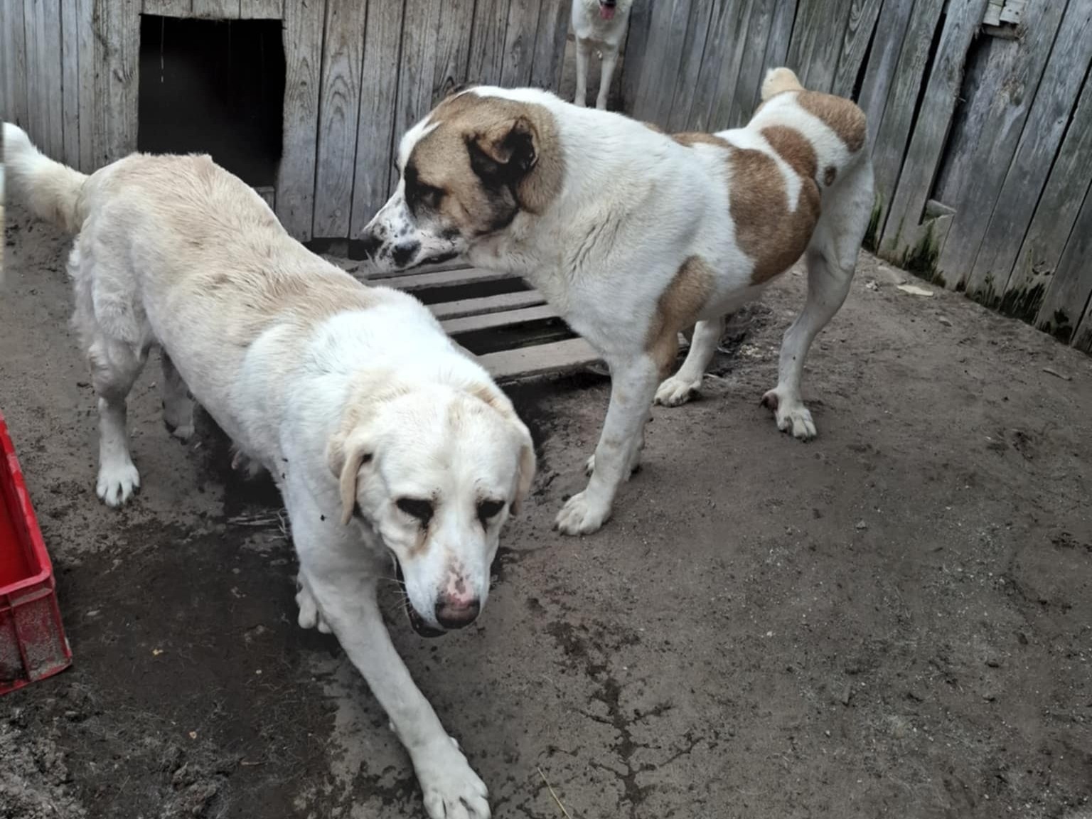 Hodowla - Kaliskie Stowarzyszenie Pomocy dla Zwierząt Help Animals 