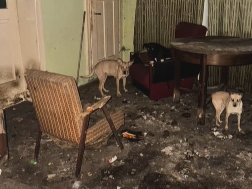 fabianów psy zaniedbane  - DIOZ Dolnośląski Inspektorat Ochrony Zwierząt 