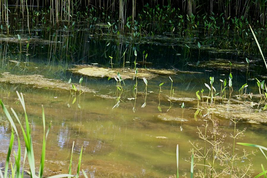 traszki ratajskie - Maciej Trzciński - Radio Poznań