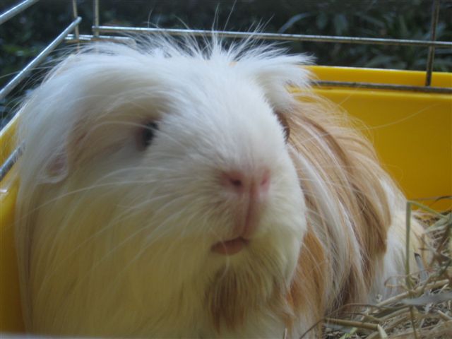 świnka morska - Magdalena Konieczna - Radio Merkury