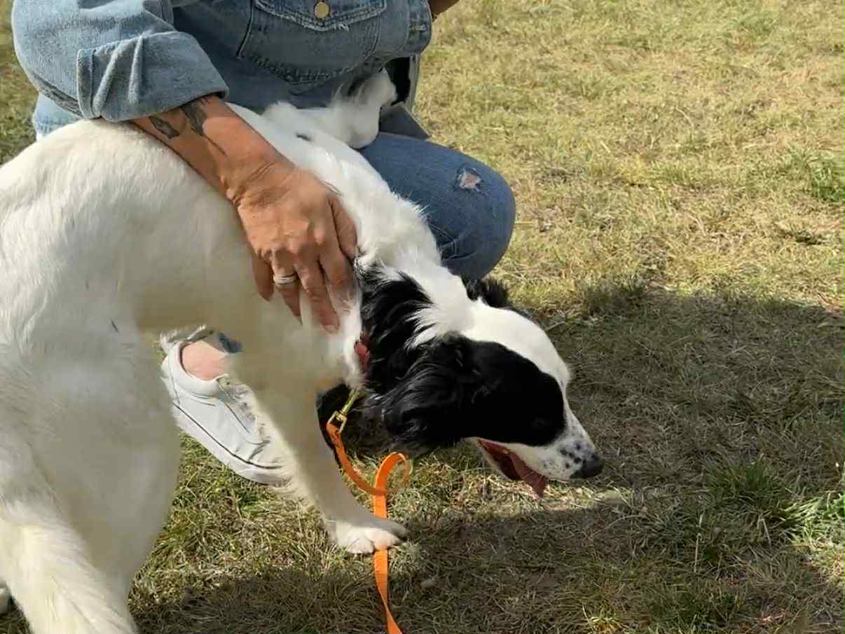 psy - Alicja Kotewicz - Radio Poznań