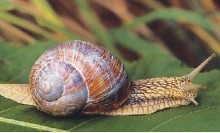 Ślimak