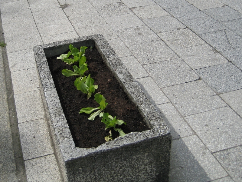 kwiatki zasadzone nocą! - Jacek Butlewski