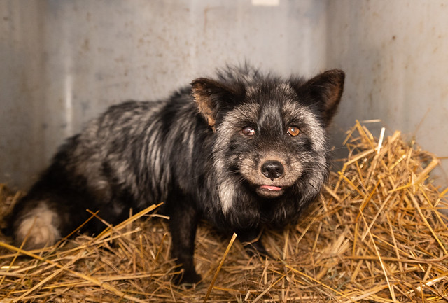 hodowla długie stare - Stowarzyszenie Otwarte Klatki