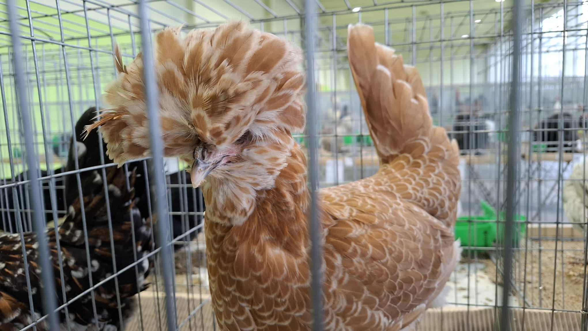 wystawa kury - Danuta Synkiewicz - Radio Poznań