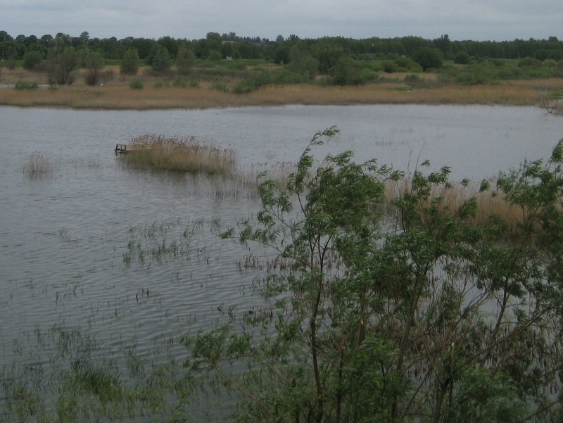 rozlewiska, mokradła, woda, powódź - Jacek Kosiak