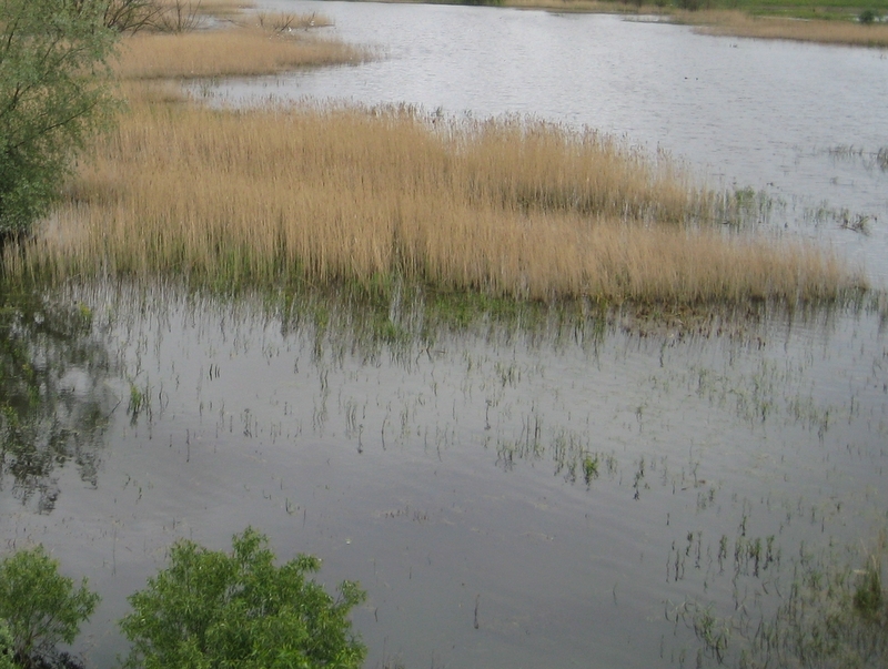 rozlewiska, mokradła, woda, powódź - Jacek Kosiak