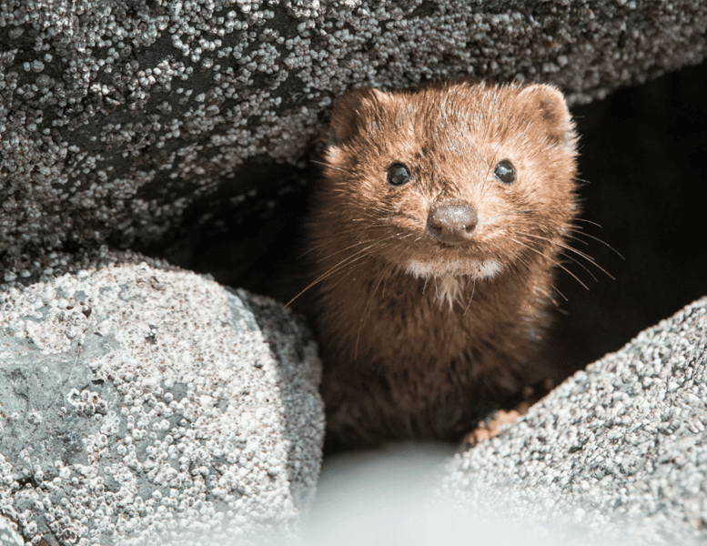 norki norka futro - Canva