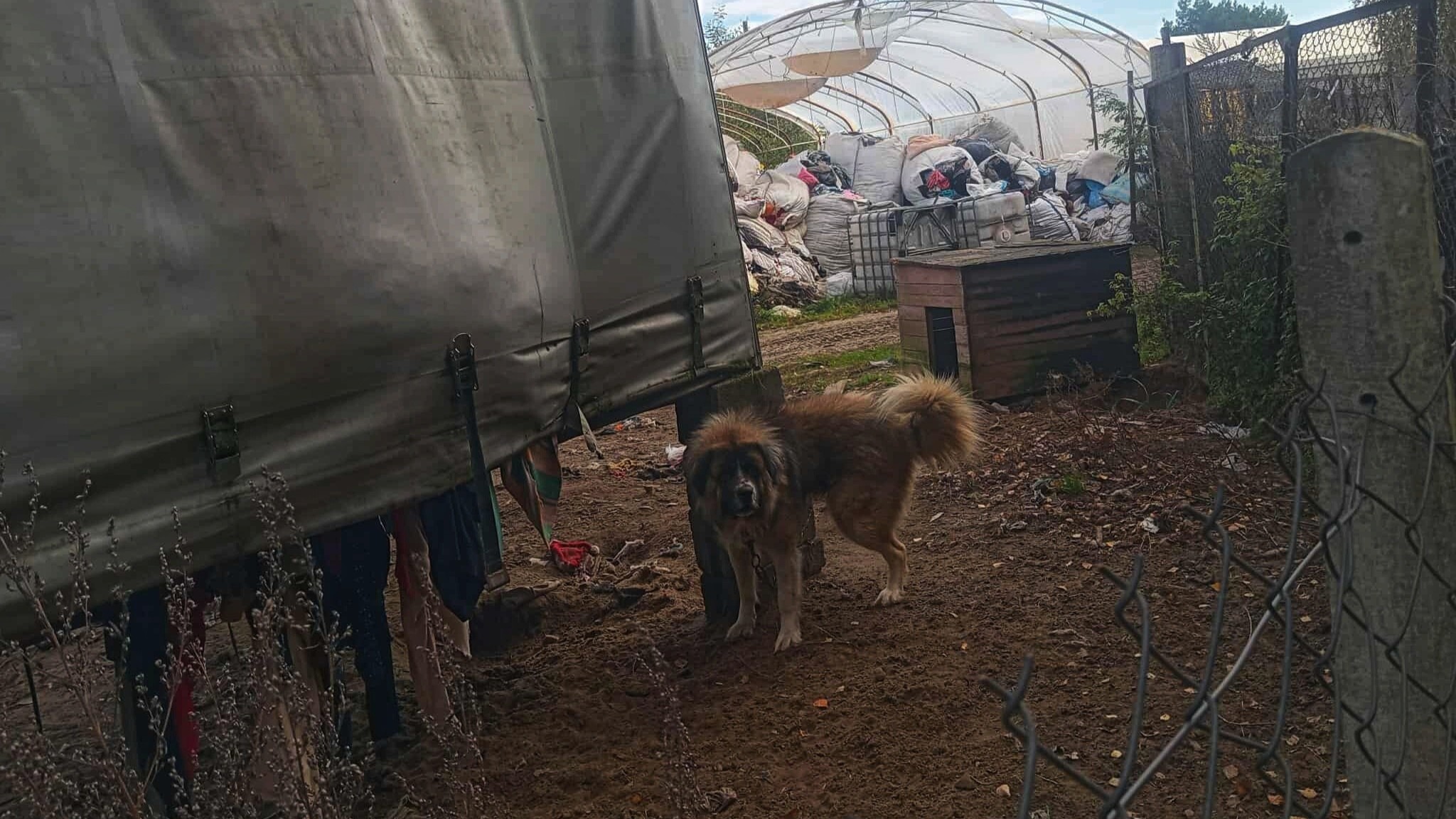 Pośrednik - Kaliskie Stowarzyszenie Pomocy dla Zwierząt Help Animals