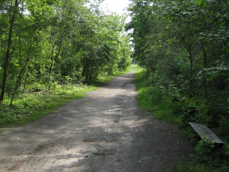 Las, drzewa, krzewy, zieleń - Jacek Butlewski