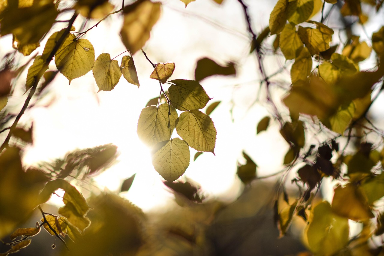 lipa - Dmitry_Bukhantsov - Pixabay