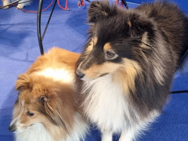 wystawa psów psy - Magdalena Konieczna - Radio Poznań