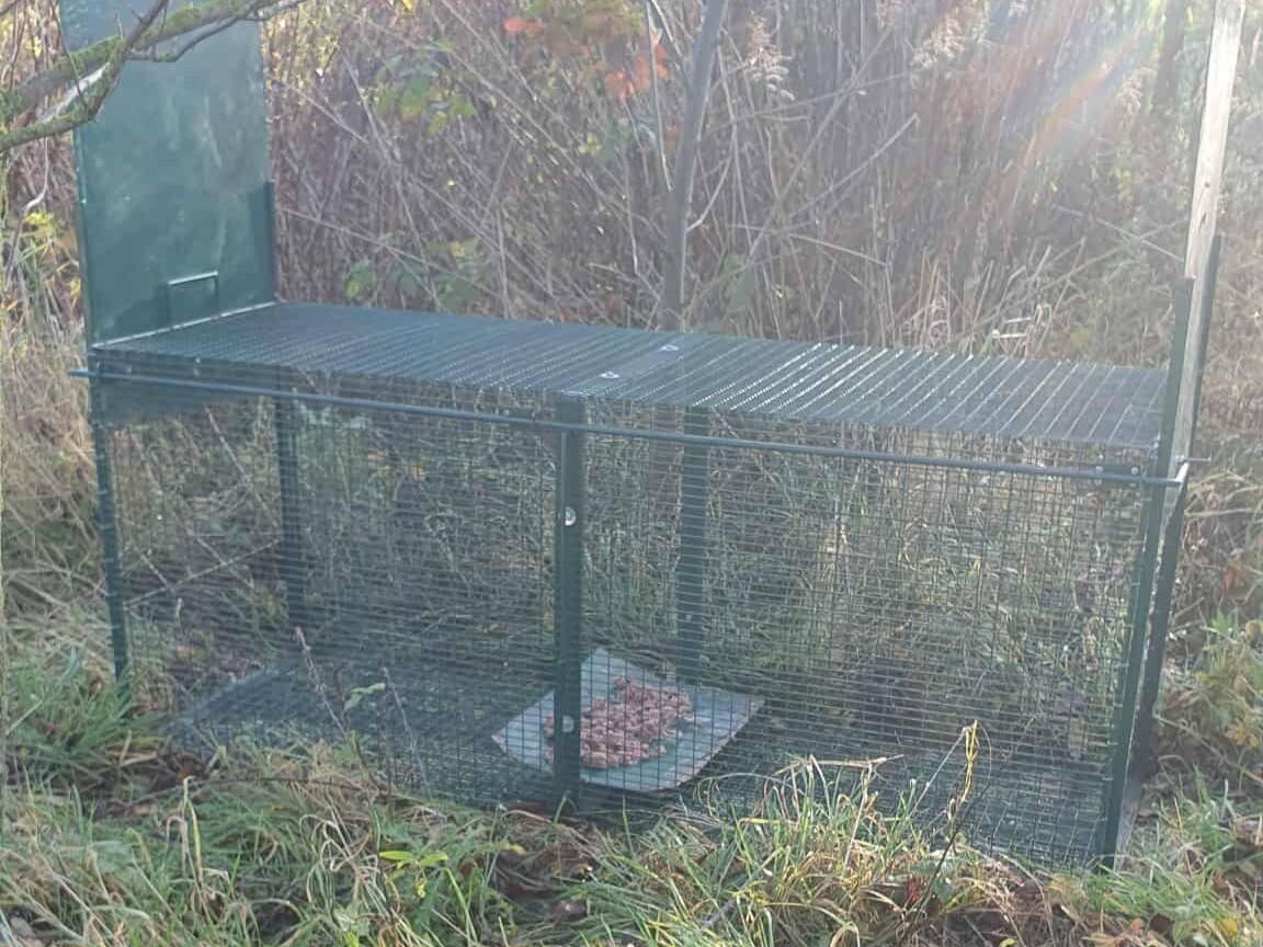 żywołapka - Stowarzyszenie Psi-jaciel Schronisko dla Bezdomnych Zwierząt we Wrześni