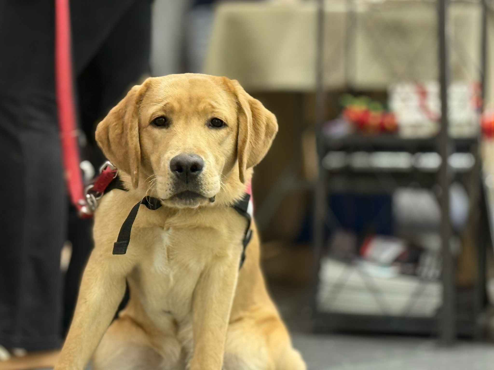 pies - Eliza Hajdenrajch - Radio Poznań