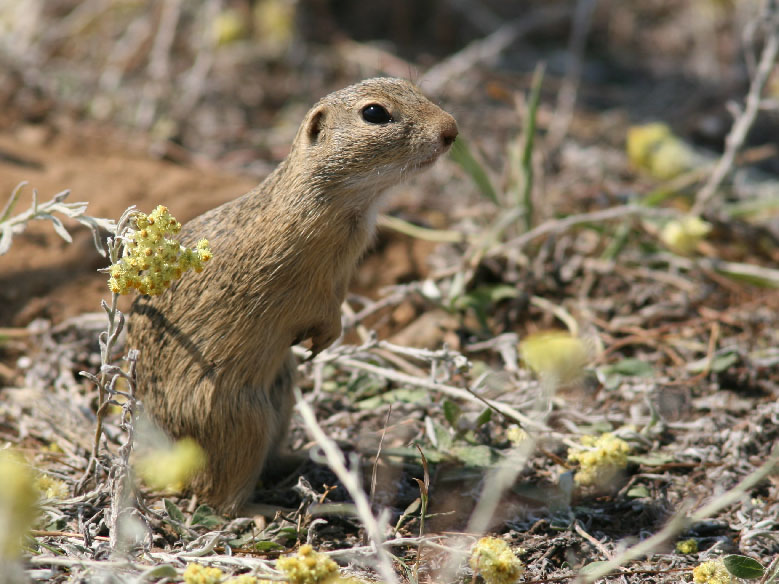 suseł - PTOP \"Salamandra\"