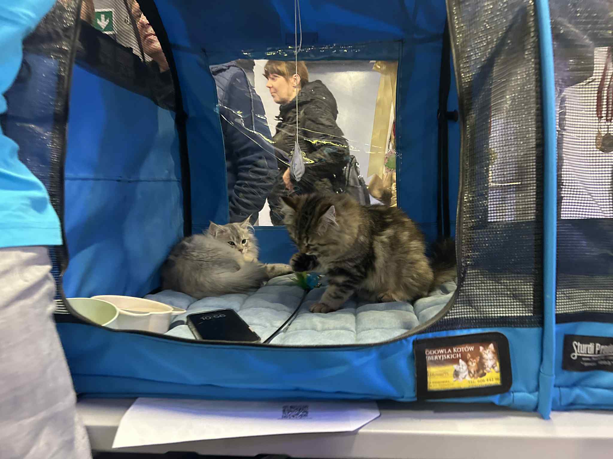 Koty wystawa - Szymon Majchrzak - Radio Poznań