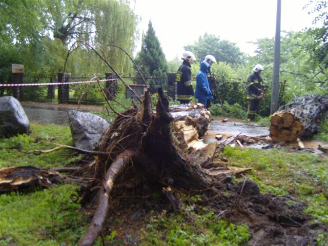 drzewa w Licheniu - Iwona Krzyżak - Radio Merkury