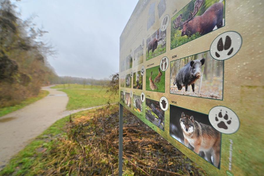 dziki grusze - Wojtek Wardejn - Radio Poznań