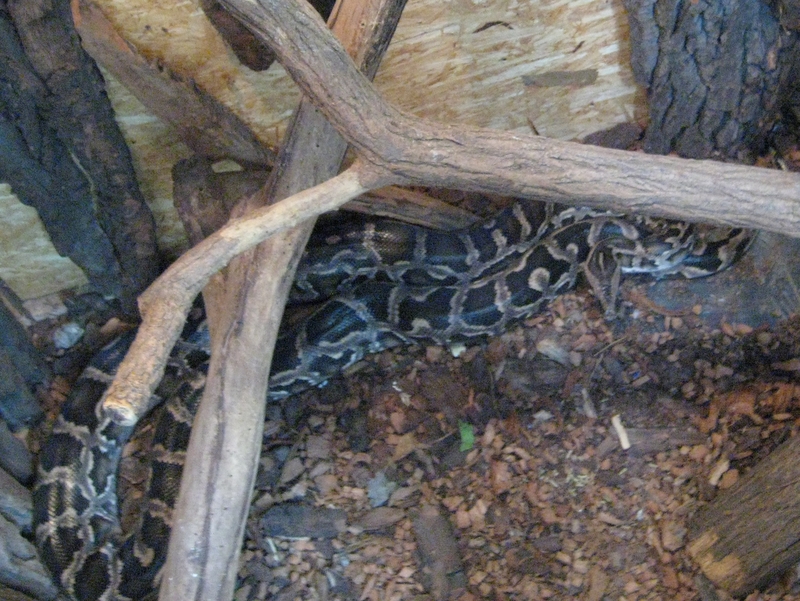 pyton_z_palmiarni_na_sprzedaz