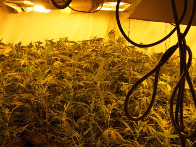 Handlarze narkotyków - zatrzymani - Policja/Poznań