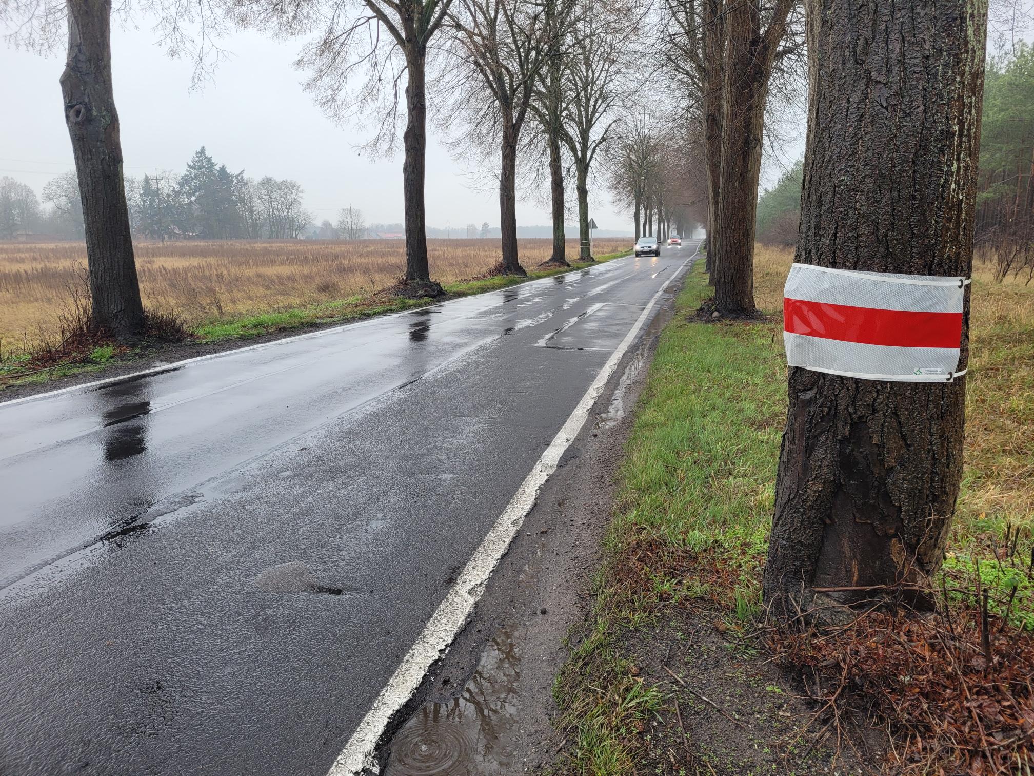 droga wieleń krzyż drzewa - Marek Wolski - Radio Poznań