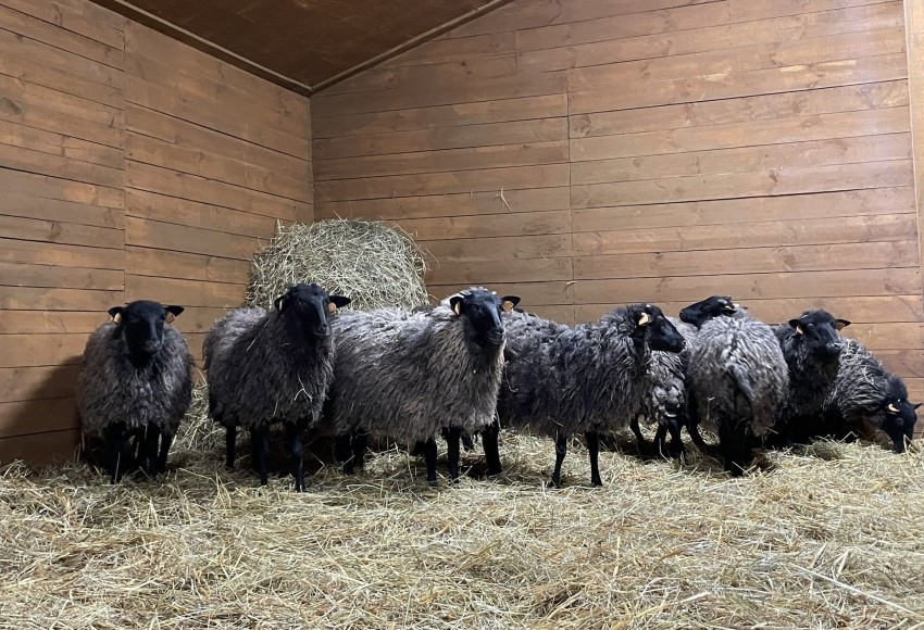 Stado Owiec - Uniwersytet Przyrodniczy w Poznaniu