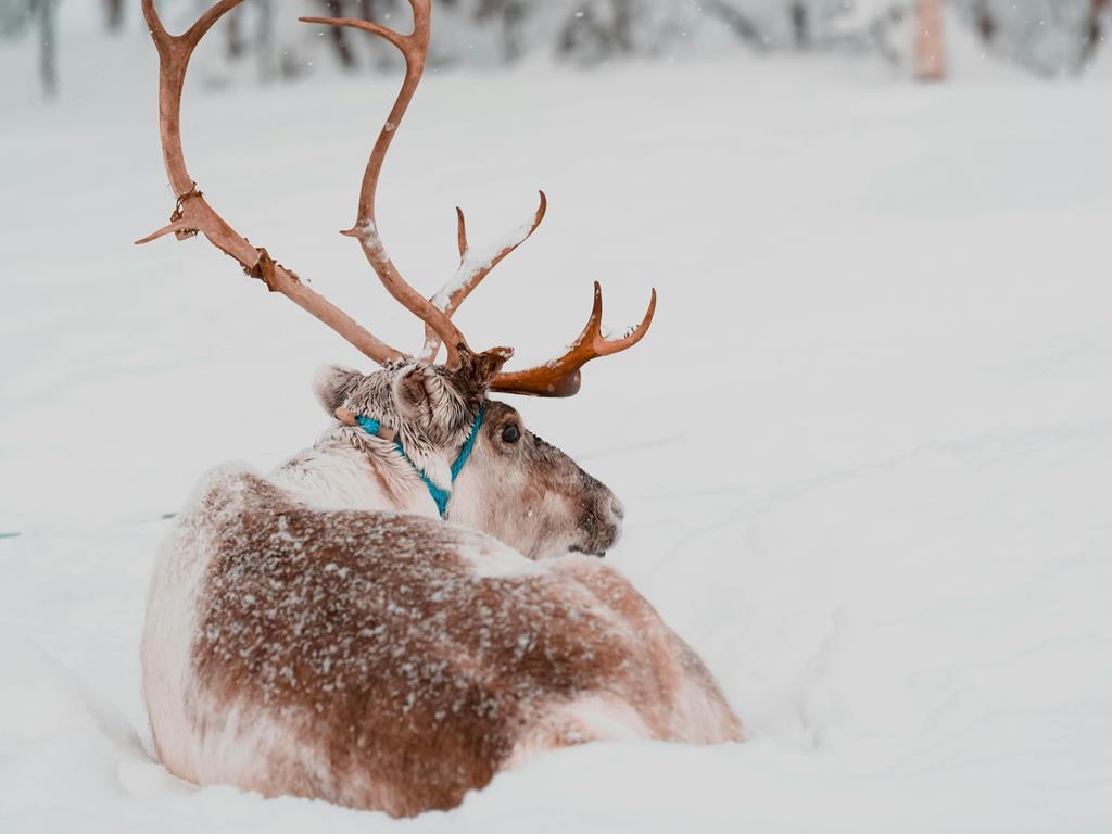 renifer - Shojol Islam - Pexels