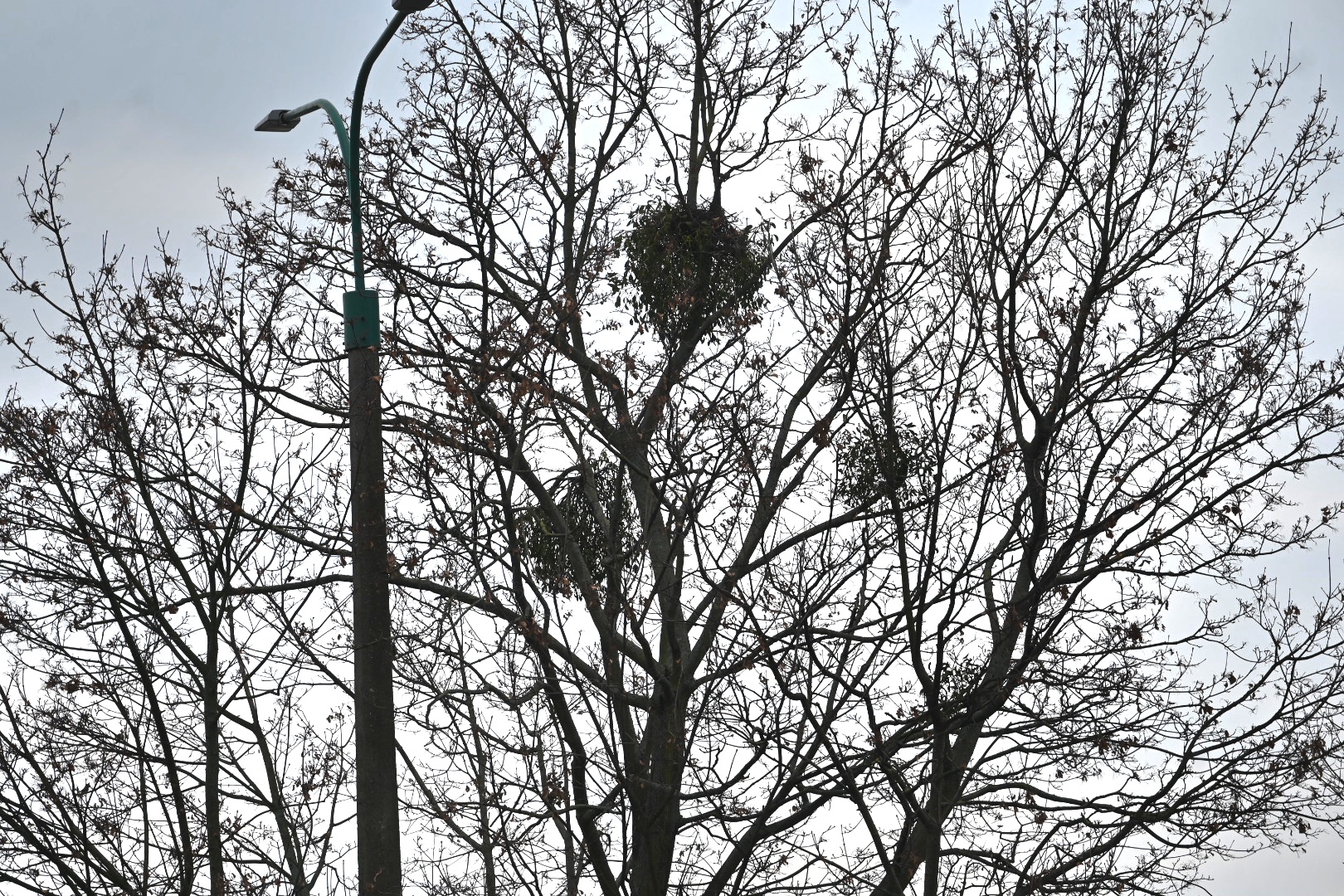 jemioła - Wojtek Wardejn - Radio Poznań