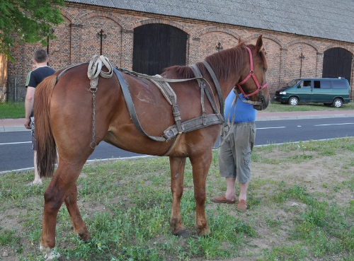 Zderzenie z koniem - Bukówiec - Policja/Leszno