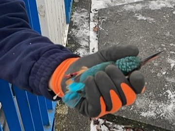 Zimorodek rogoźno - Grzegorz Ługawiak - Radio Poznań