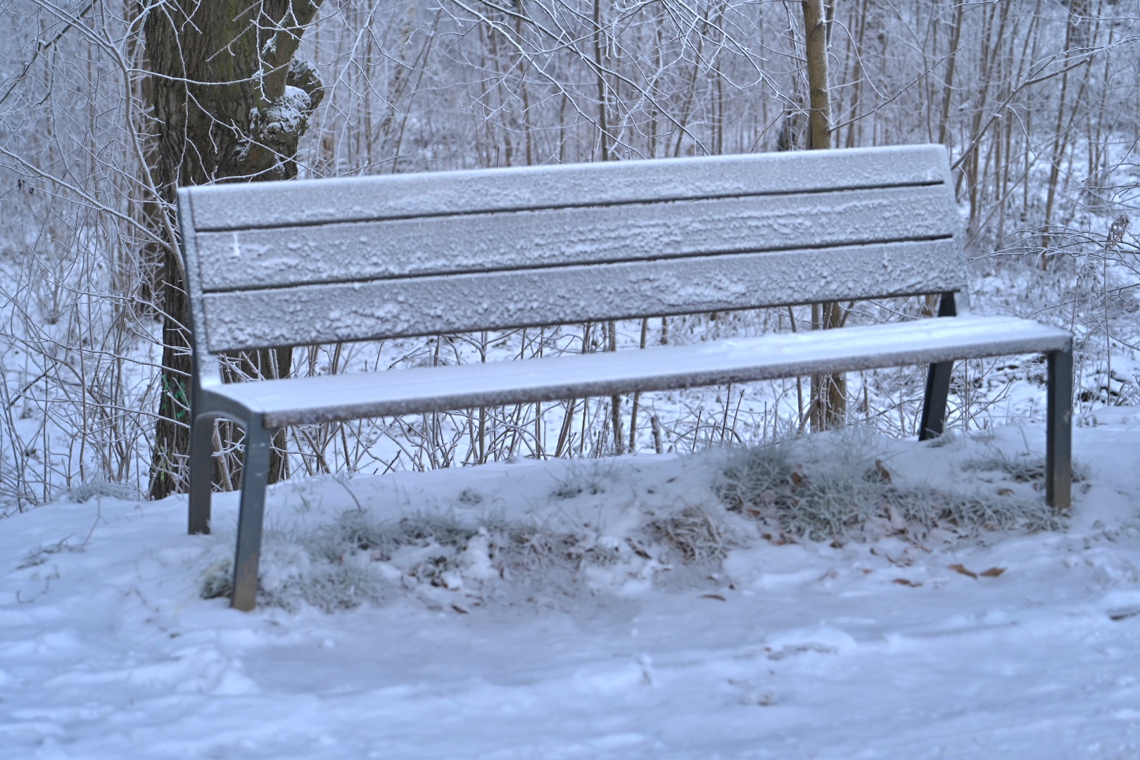 śnieg zima mróz  - Wojtek Wardejn  - Radio Poznań