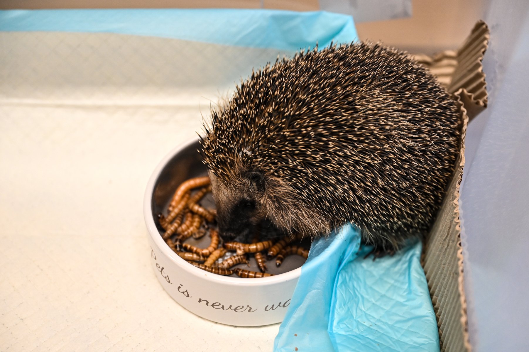 Dziki Sor poznań - poznan.pl