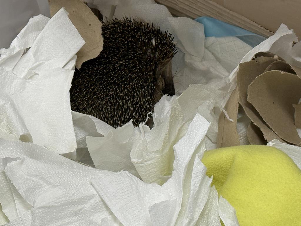 dziki sor jeże jeż - Alicja Kotewicz  - Radio Poznań