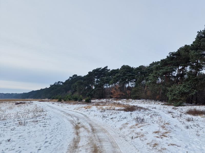 zima las grzebowisko - Grzegorz Ługawiak - Radio Poznań