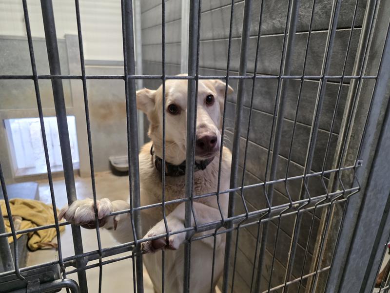 psy z sobolewa - Krzysztof Polasik - Radio Poznań