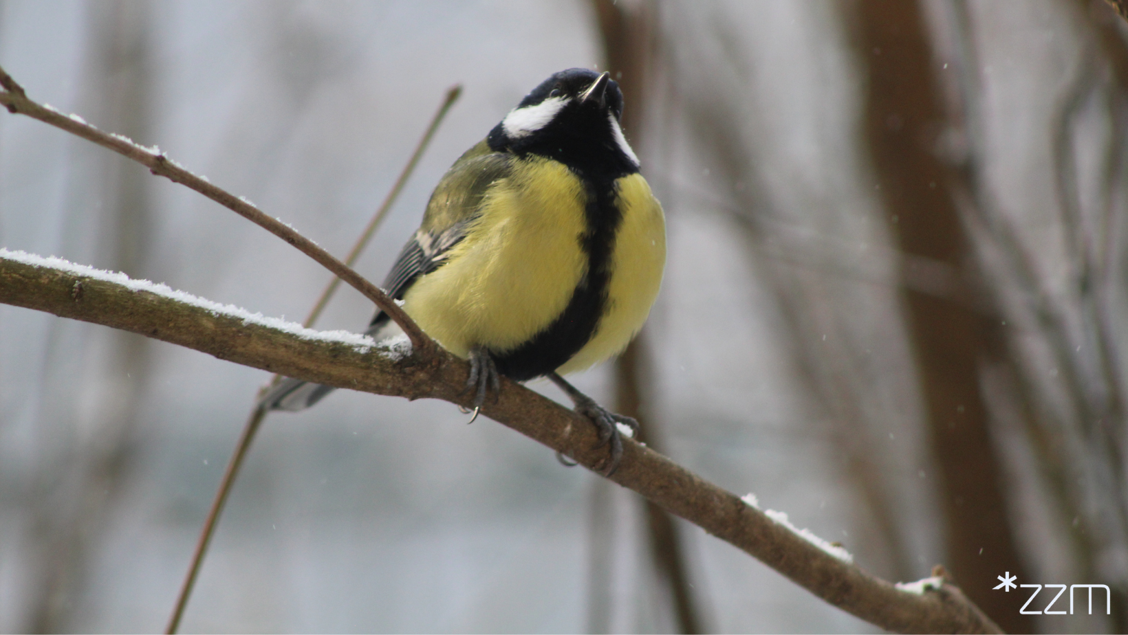 Bogatka ptak - ZZM Poznań