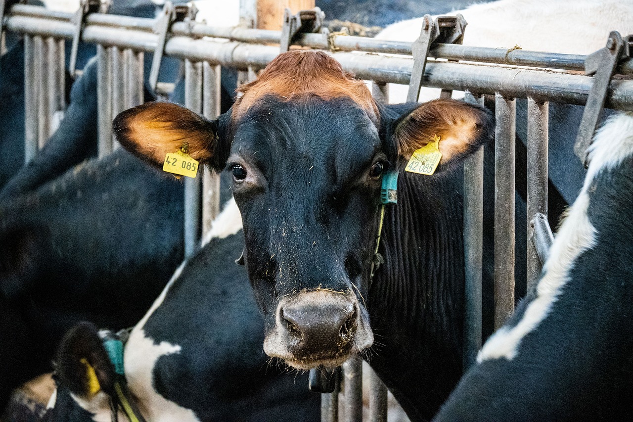 krowa bydło ferma - lhannemann - Pexels