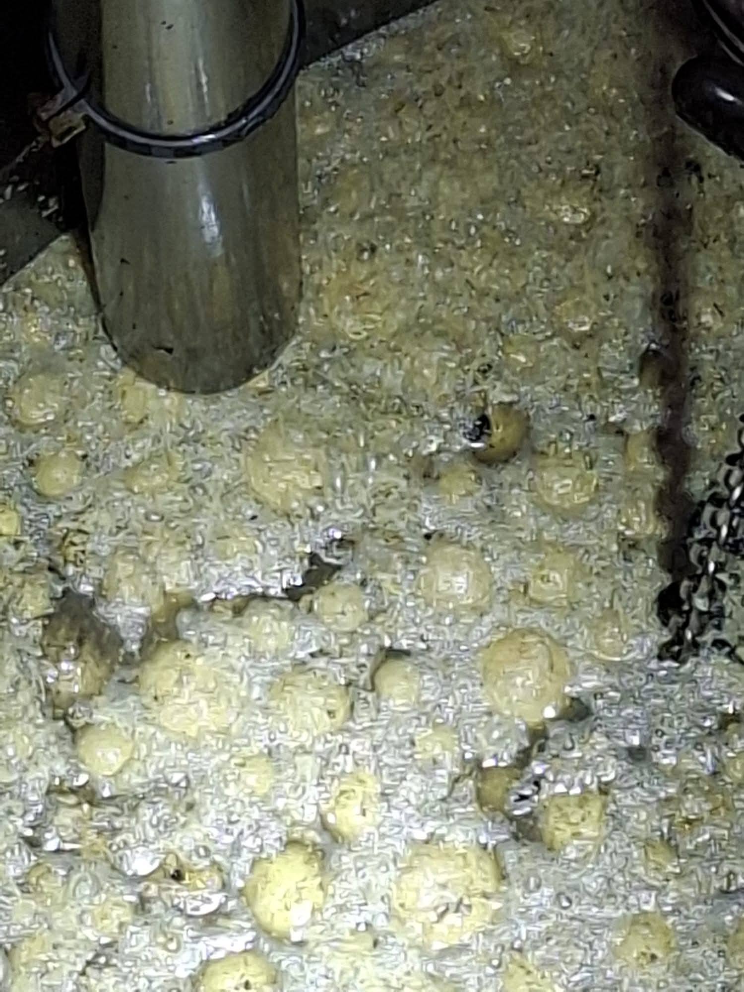 pączki w kanalizacji kępno - Wodociągi Kępińskie