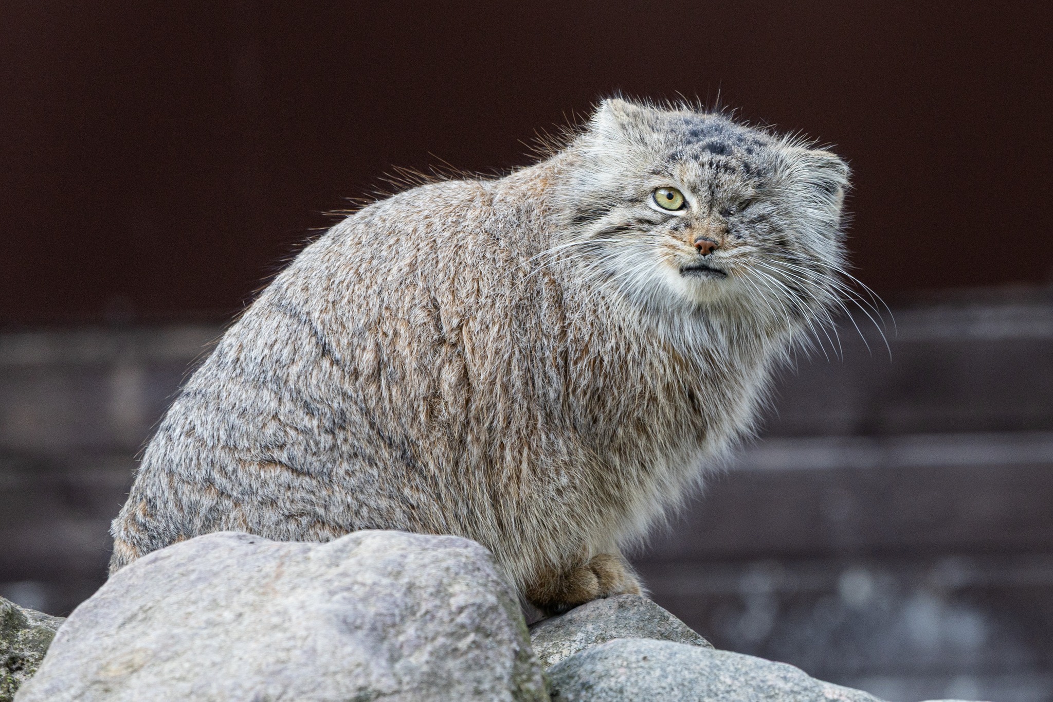 manul bożenka zoo - Zoo Poznań