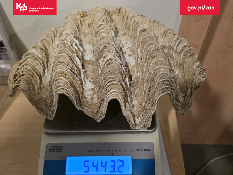 muszla - wielkopolskie.kas.gov.pl