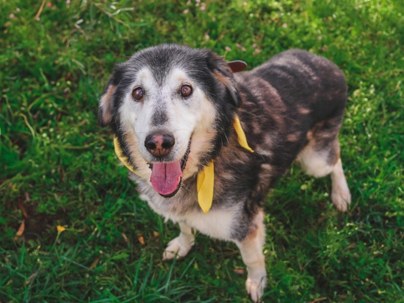 pies bruno schronisko henrykowo - Schronisko w Henrykowie