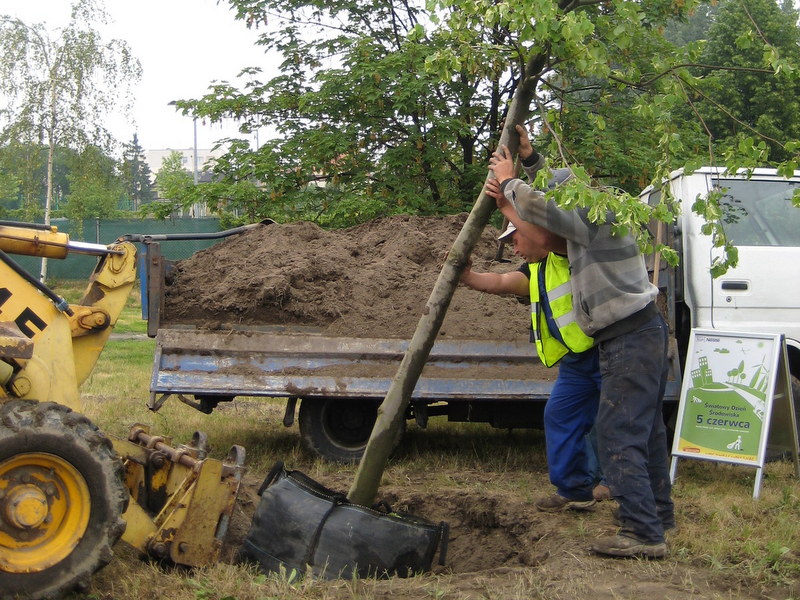 sadzenie lip w Kaliszu - Danuta Synkiewicz