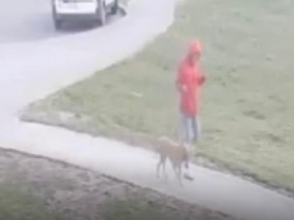 pies bez smyczy kalisz - KMP Kalisz