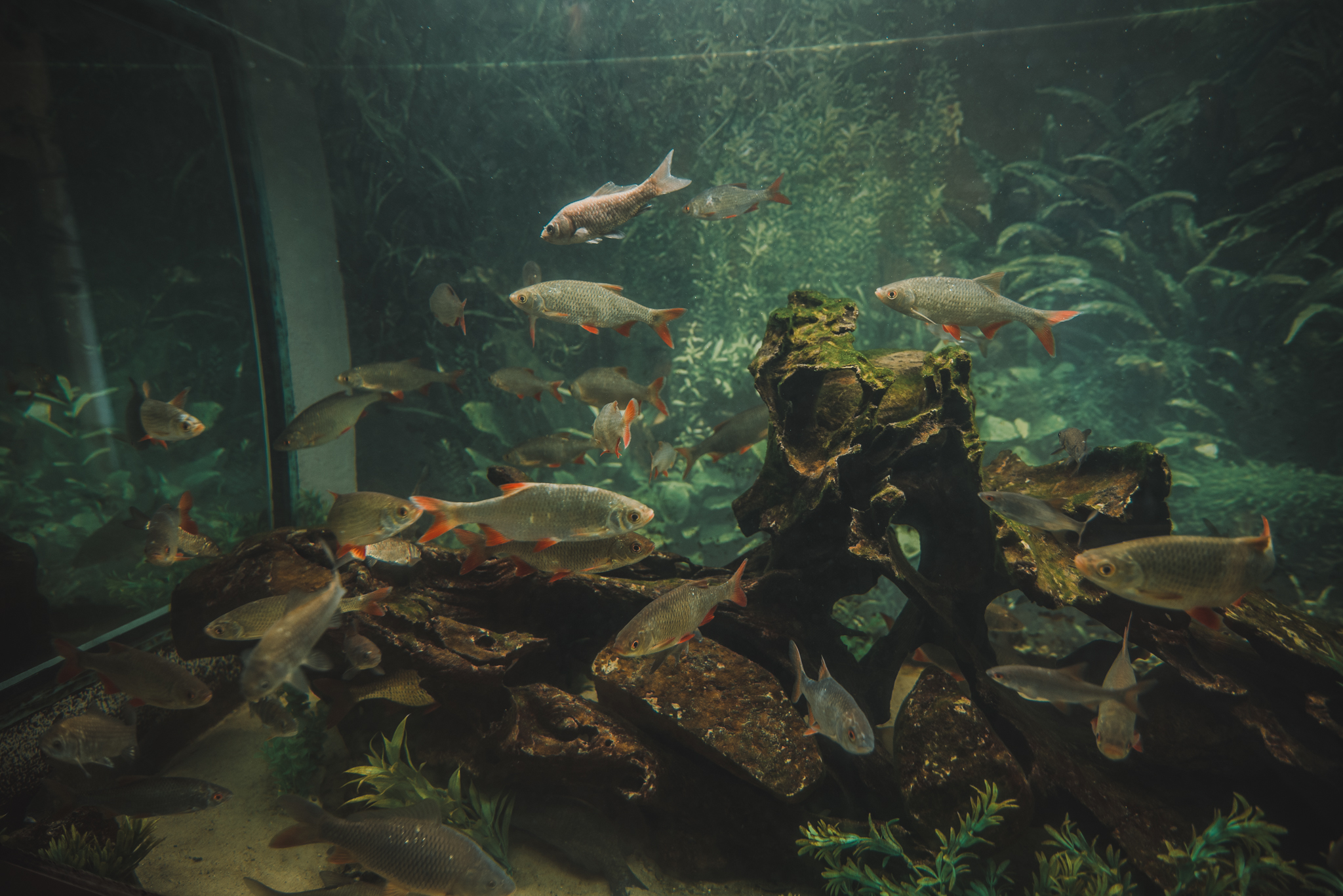 Fabian Mielczarek-Henglewski