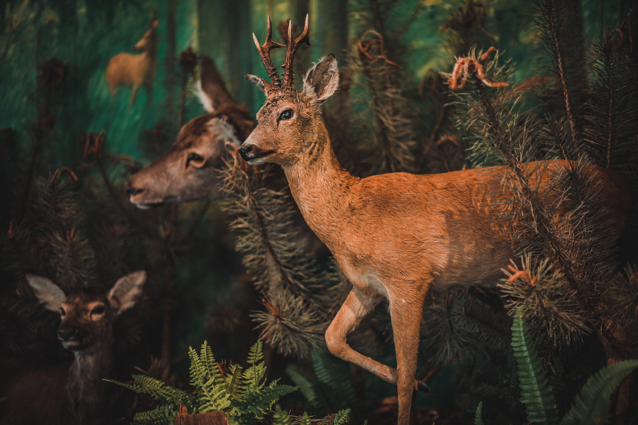 Fabian Mielczarek-Henglewski